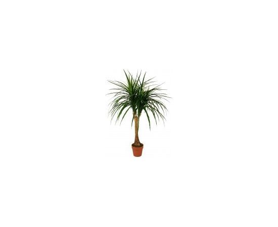 Mākslīgais augs/koks 120cm Dracēna B216TP