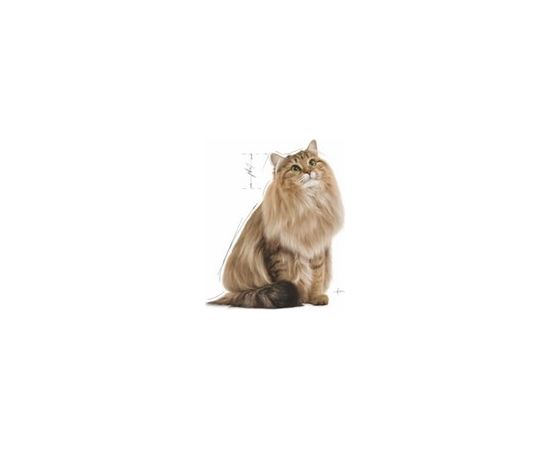 Royal Canin Ultra Light Gravy 85 g