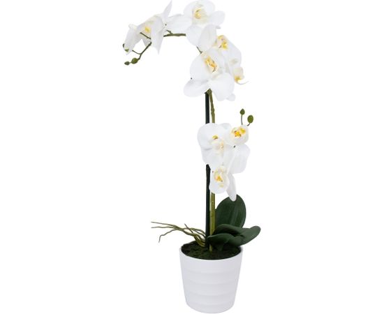 Balta orhideja ar 2 zariem IN GARDEN, A51cm, balts pods