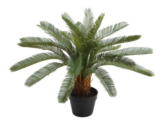 Mâkslîgs augs CYCAS H70cm, melns puíupods