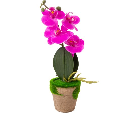 Orchid GREENLAND in pot with moss, mix