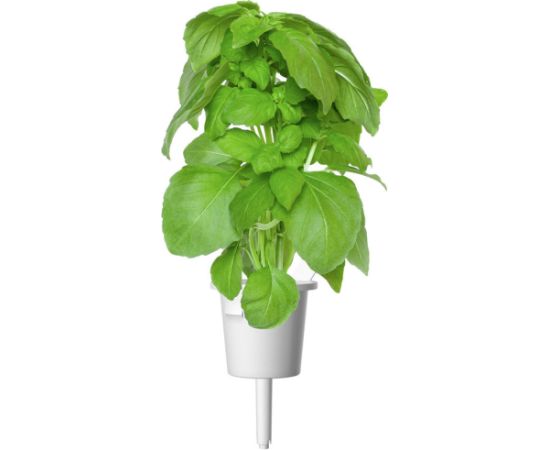 Click & Grow Smart Garden refill Марсельский базилик 3 шт.