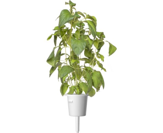 Click & Grow Smart Garden refill Лимонный базилик 3 шт.