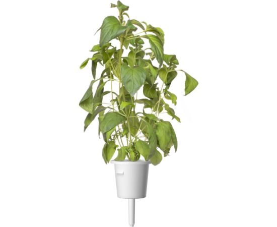 Click & Grow Smart Garden refill Lime Basil 3pcs