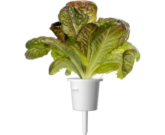 Click & Grow Smart Refill Red romaine lettuce 3pcs