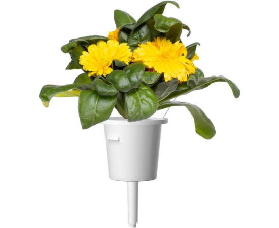 Click & Grow Smart Refill Marigold 3pcs