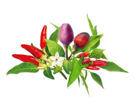 Click & Grow Plant Pod Chili Pepper Mix 9pcs