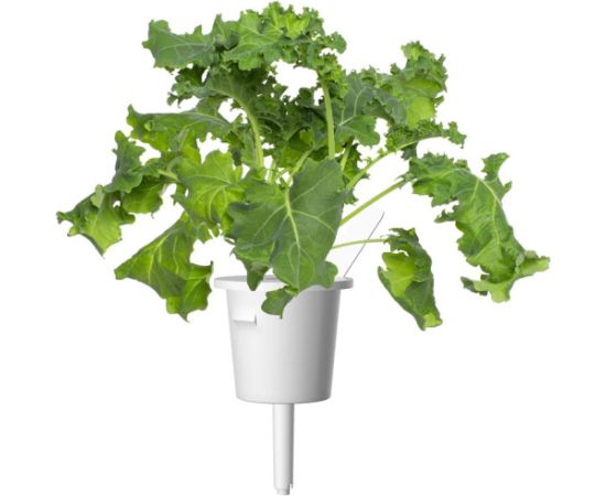 Click & Grow Smart Refill Green Kale 3pcs