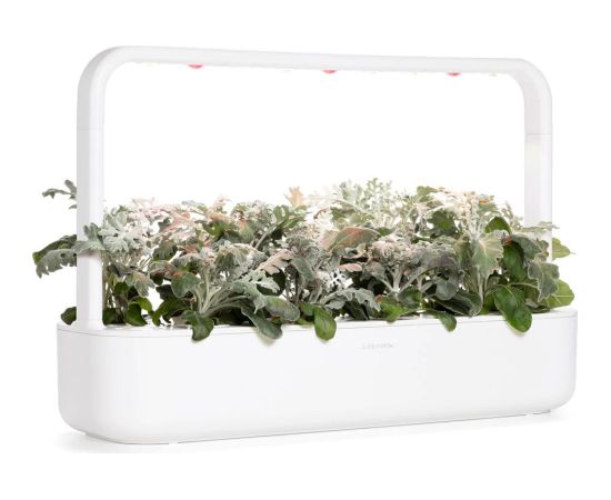 Click & Grow Smart Refill Dusty Miller 3pcs