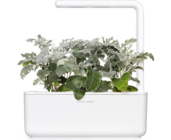 Click & Grow Smart Refill Dusty Miller 3pcs