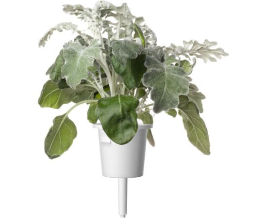 Click & Grow Smart Refill Dusty Miller 3pcs