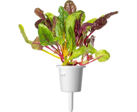 Click & Grow Smart Refill Rainbow Chard 3pcs