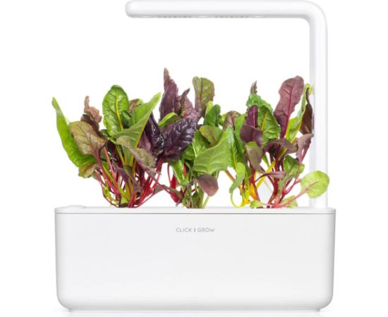 Click & Grow Smart Refill Rainbow Chard 3pcs