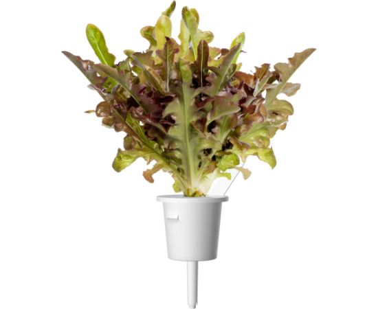 Click & Grow Smart Refill Red Oakleaf Lettuce 3pcs