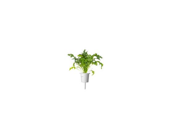 Click & Grow Smart Refill Mizuna 3pcs