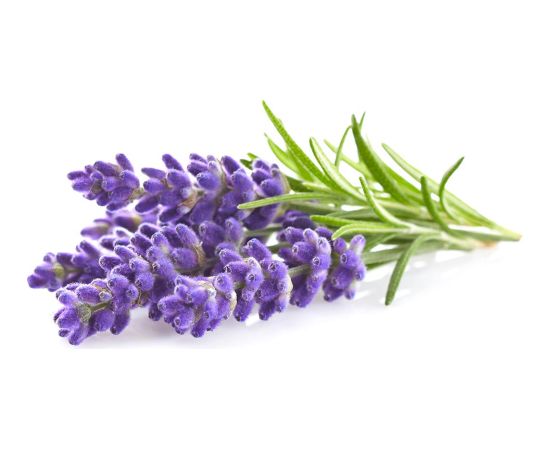 Click & Grow Plant Pod Lavender 9pcs