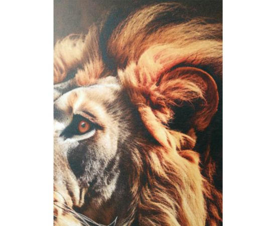 Kanva ar rāmi WALLY 50x70cm, lauva