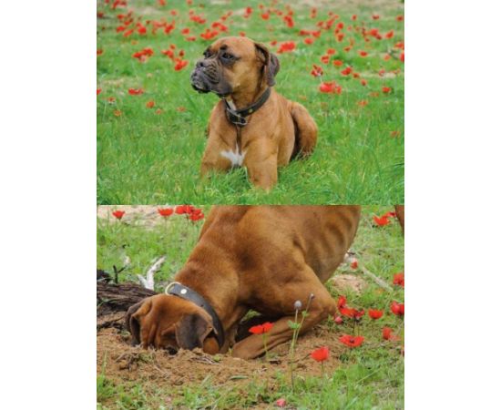 Augstas izturības zāliena nostiprināšanas siets PET TR FLEX (1x5m)