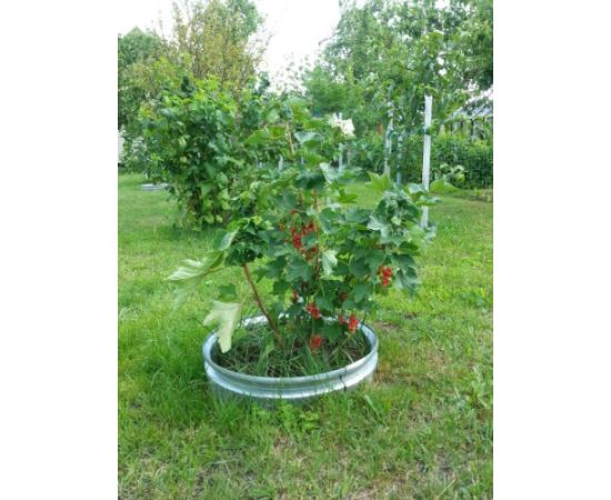 Металлическая окантовка - сепаратор (кольцевая) оцинкованная; ~ 50 см;