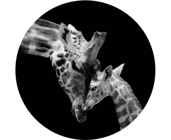 Foto glezna D60cm Giraffe 94549