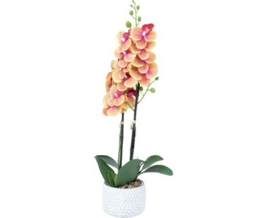 Orhideja GARDEN QUEEN H40cm, dzeltena