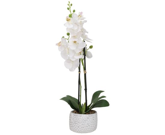 Orchid GARDEN QUEEN H40cm, white