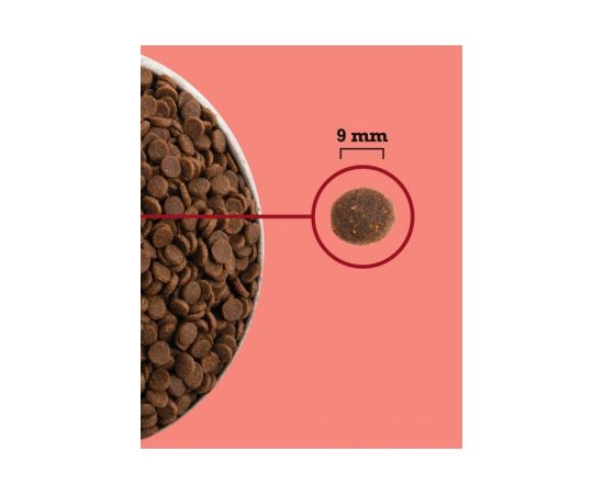 ACANA Highest Protein Indoor Cat - dry cat food - 1,8kg