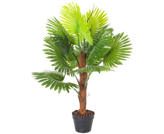 Zaļš augs FAN PALM, H100cm