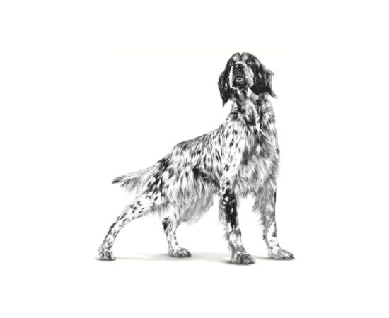 ROYAL CANIN Hypoallergenic - dry dog food - 2kg