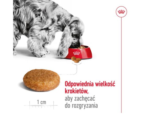 ROYAL CANIN Adult Medium - dry dog food - 4kg