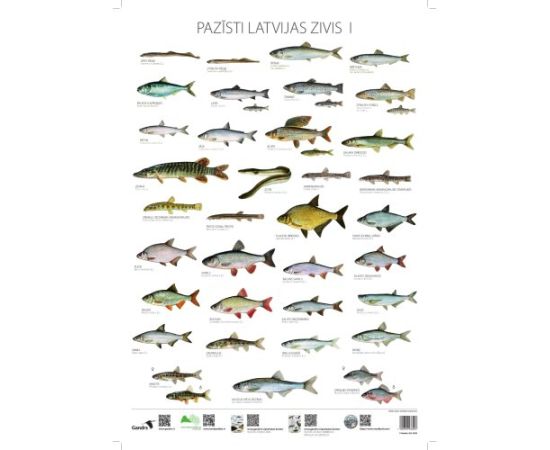 Gandrs Pazīsti Latvijas zivis I