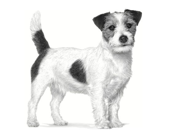 ROYAL CANIN Anallergenic Small VHN - dry dog food - 3kg Suņu barība