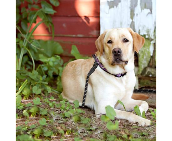 Apmācību pavada suņiem līdz 50 kg ar rokturi Springos PA0331 3 m melnbalta Citas preces