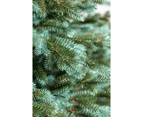 Ziemassvētku egle Alpine 2.1, Zila, 1026 Zari. Mākslīgās egles