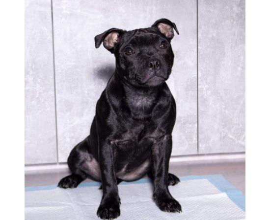 Higiēnas paliktnis Springos PA2016 60x60cm 10gab Citas preces