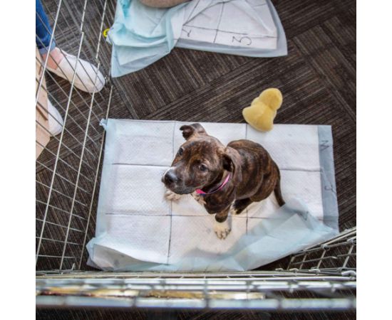 Higiēnas paliktnis Springos PA2017 60x60cm 50gab Citas preces