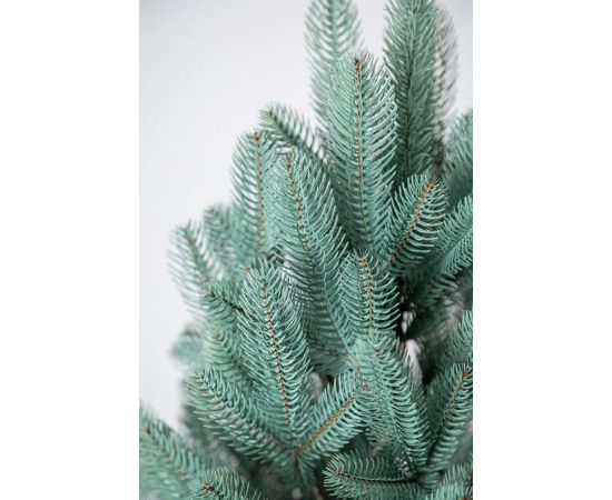 (Ir veikalā) Ziemassvētku egle podā “Lapland Blue” 1.1M 60CM Mākslīgās egles