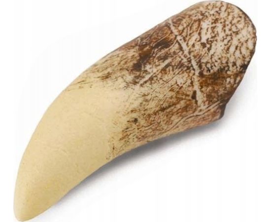 Figurka Collecta ZĄB TYRANOZAURA W PUDEŁKU - CollectA - 89281 Фигурки и герои