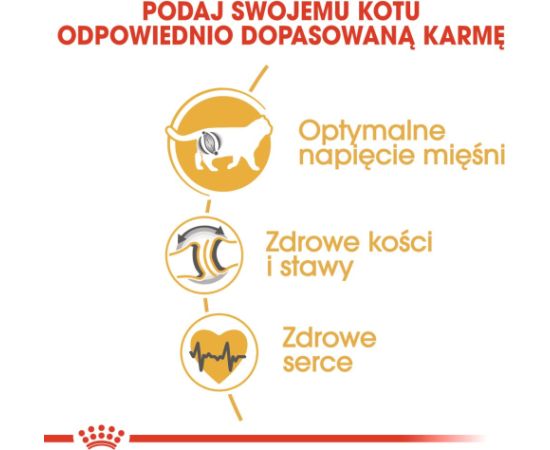 ROYAL CANIN British Shorthair - dry cat food - 2 kg Сухой корм для кошек