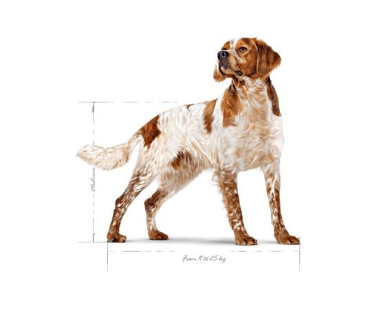 ROYAL CANIN SHN Medium Adult BF 15kg Suņu barība