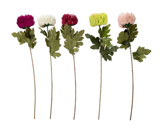  Jaunumi, mēbeles, māja