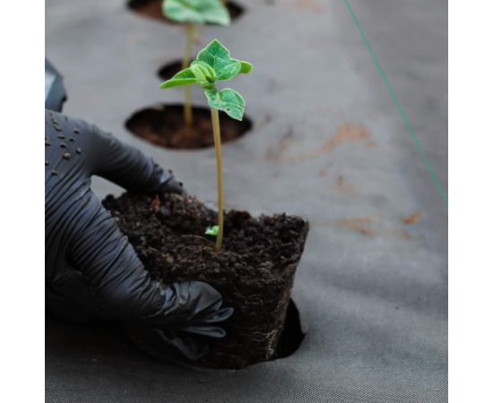 Агротекстиль против сорняков Springos AG0026 70г/м2 1,1х50 м Теплицы