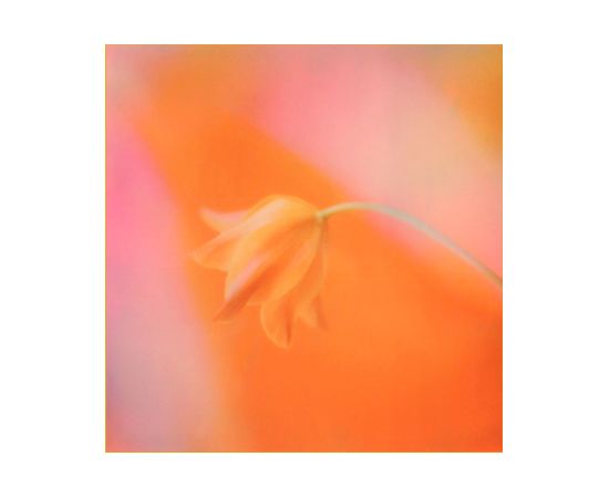 Polaroid i-Type Color Frame Edition Jaunumi - Audio-Video