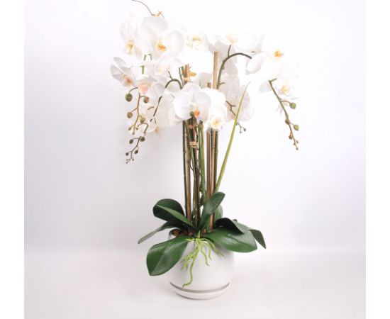 Orchid GARDEN QUEEN H68cm, white Новости, мебель, дом