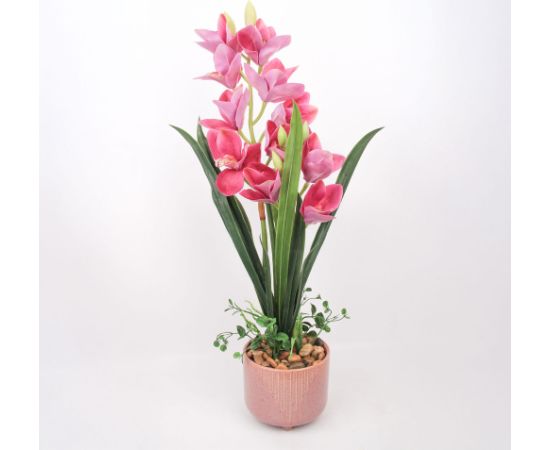Orhideja GARDEN QUEEN H70cm, tumši rozā Jaunumi, mēbeles, māja