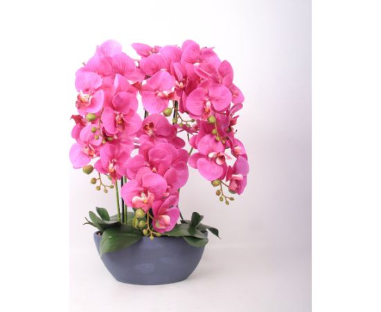 Orhideja GARDEN QUEEN H64cm, tumši rozā Jaunumi, mēbeles, māja