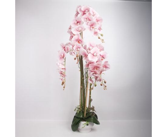 Orhideja GARDEN QUEEN H124cm, gaiši rozā Jaunumi, mēbeles, māja