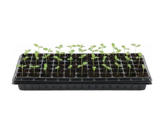 Springos Daudzsekciju paplāte GA0221 52.5 x 31.5 cm Citi virtuves piederumi
