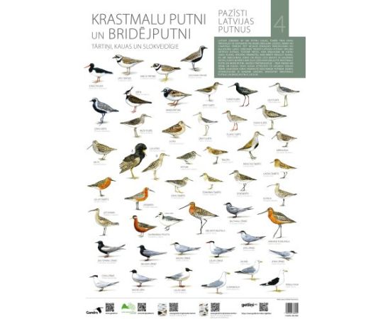 Gandrs Pazīsti Latvijas putnus IV Krastmalu putni un bridējputni Книги о природе и животных Латвии