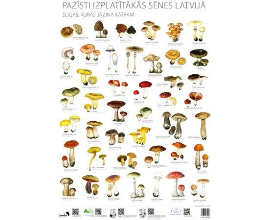 Gandrs Pazīsti izplatītākās sēnes Latvijā Grāmatas par Latvijas dabu un dzīvniekiem.